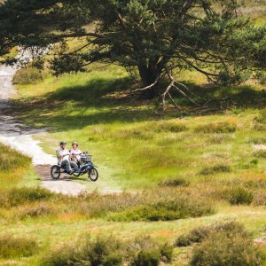 Hase Kettwiesel TWO Heide.jpg