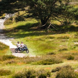 Hase Kettwiesel TWO Heide.jpg