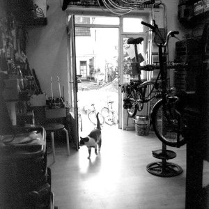 1992: Blick von der Werkstatt in den Hof. Unser Ladenkater "Pedersen" auf der Suche nach was Essbarem ...
